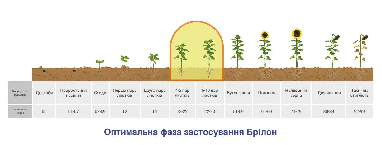 Сколько растут семечки. Стадии развития подсолнечника. Фазы роста подсолнечника. Фазы развития подсолнечника по дням. Фазы развития подсолнечника таблица.