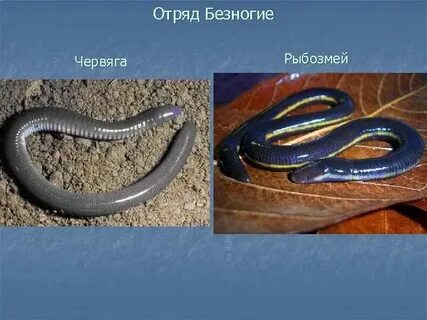 Представитель безногих