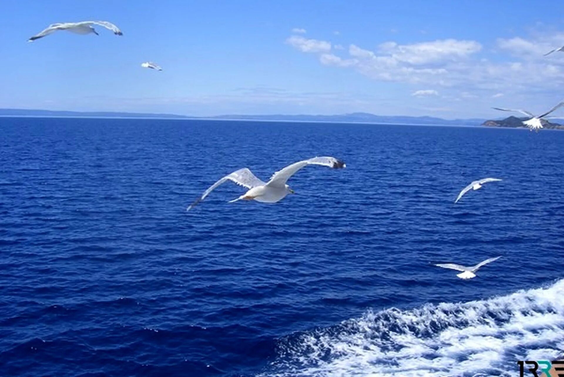 Волны и чайки над морем. Море, Чайки. Чайки над морем. Море с чайками. Чайка на море.