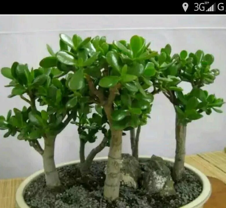 Крассула Овата - Crassula ovata (Денежное дерево), в наличии во Владивостоке