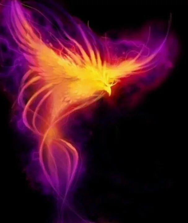 Phoenix forums. Phoenix forums