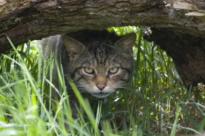 Лесная дикая кошка в экосистеме. Дальневосточный Лесной кот. Felis Silvestris grampia образ жизни. Дикая Лесная кошка. Дикий Лесной кот, среда обитания.