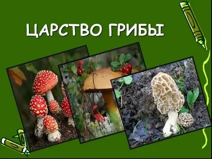 Царство грибы презентация 3 класс окружающий