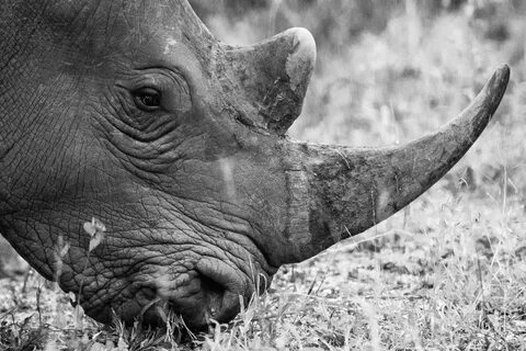 Rhinos eat