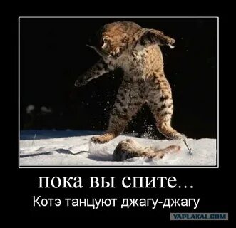 Кошка джага джага