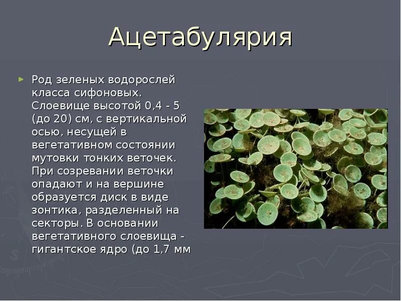 Сообщение зеленые. Проект на тему зеленые водоросли. Зеленый в психологии. Салатовая иконка сообщений. Тема для презентации зеленая с водорослями.