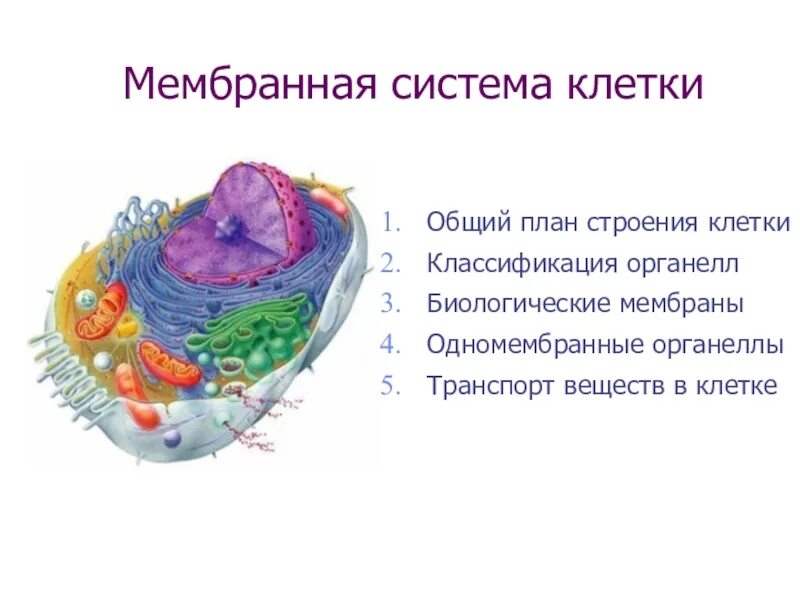 Песня про клетку. Единая мембранная система клетки. Вакуолярная система клетки строение. Строение Единой мембранной системы. Единую мембранную систему клетки составляет.