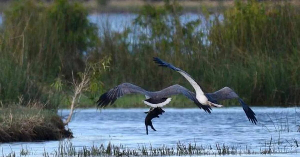 Белобрюхий Орлан. Хищные птицы водно-болотные угодья. Белобрюхий морской Орел. Орел свинью