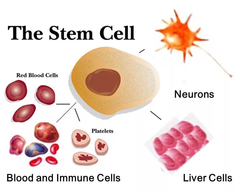J stem cell. Стволовые клетки. stem cells. наука стволовые клетки. what are cells.