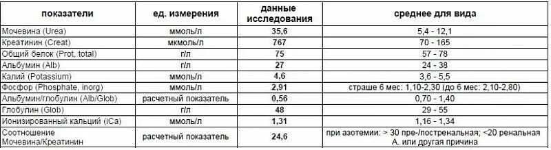 Соотношение мочевины и креатинина у кошек. Соотношение мочевина/креатинин увеличивается. Соотношение мочевина/креатинин увеличивается при. Соотношение мочевина креатинин у кошек.