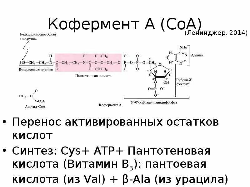 Синтез кофермента