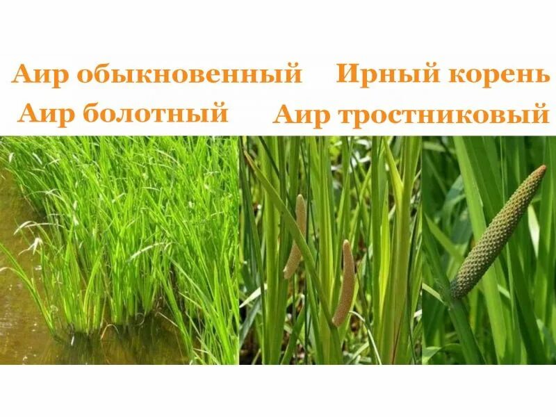 Ирный корень 3. Аир болотный (acorus calamus) p9. Ирный корень 3. Ирный корень 3. Акорус каламус.