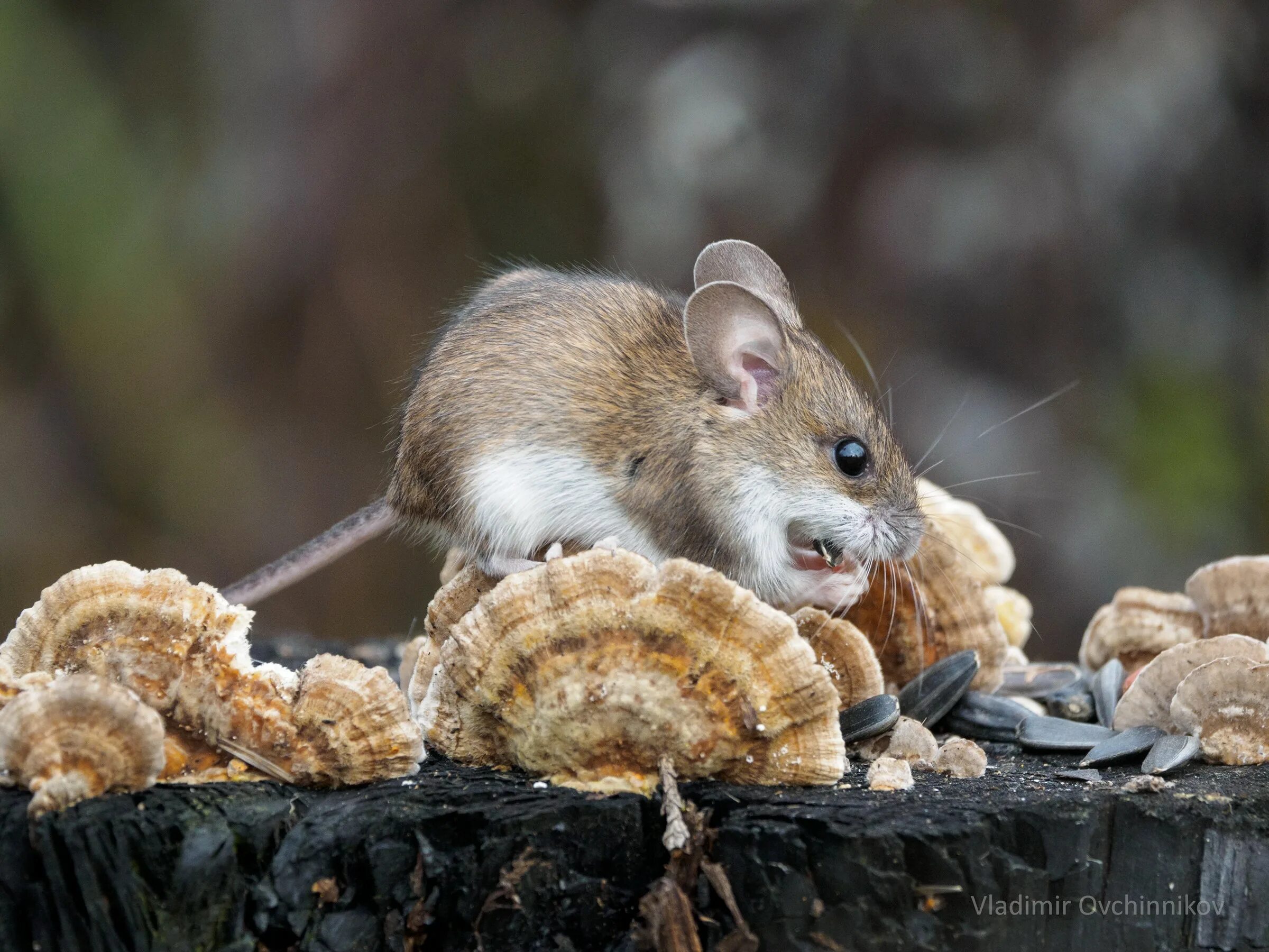 Мышь сеть. Питание мыши полевки. Что едят мыши. Грызуны едят. Мышь кушает.
