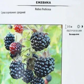 Ежевика описание сортов фото отзывы садоводов