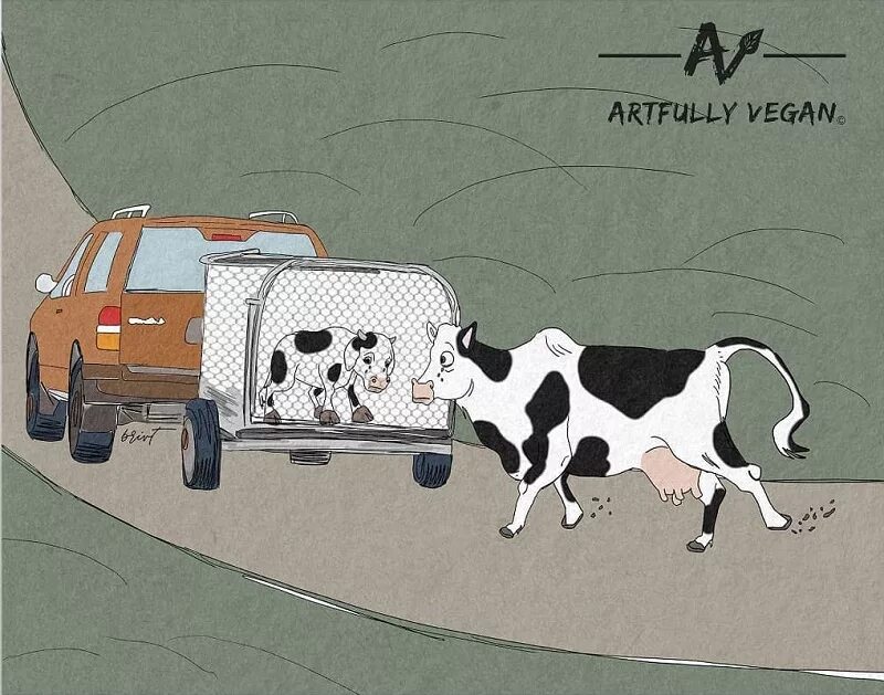 почему веганы не пьют молоко