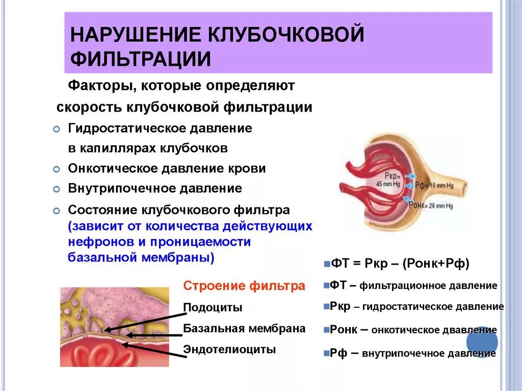 Нарушение фильтрационной функции почек. Нарушение клубочковой фильтрации почек. Механизмы нарушения почечной фильтрации. Механизм нарушения клубочковой фильтрации почек.