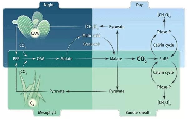 Co2 h2o фотосинтез. C3 c4 cam фотосинтез. C4 и cam фотосинтез. Фотосинтез схема. Сам путь фотосинтеза.