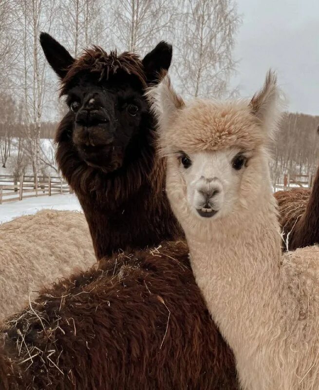Ферма капри калужская область. Ферма капри. Ферма капри елена фролова. Ферма альпак таруса. Ферма капри.