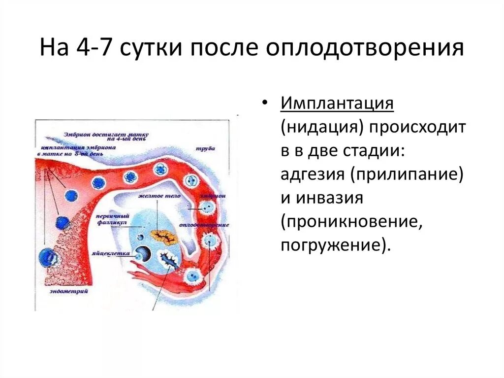 Прикрепление после овуляции. Оплодотворение и имплантация. Овуляция оплодотворение имплантация. На какой день происходит имплантация. Имплантация оплодотворенной яйцеклетки.