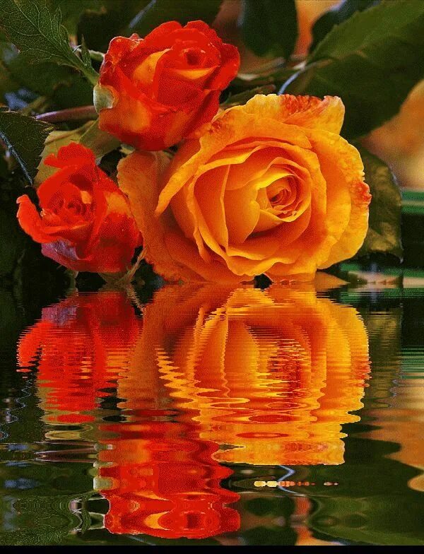 Анимационные цветы. Розы отражающиеся в воде. Мерцающие цветы. Красивые анимационные цветы. Гиф красивые розы