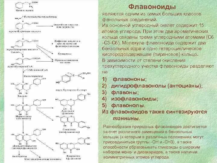 Флавоноиды это простыми. Флавоноиды растительного происхождения. Классификация флавоноидов. Функции флавоноидов в растениях. Флавоноиды в растениях.