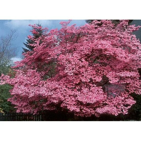 Cornus florida Pink dogwood tree, Dogwood tree flower, Deciduous trees