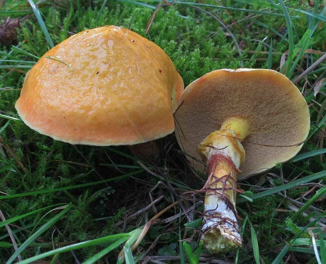 Масленок рыжий (suillus collinitus). Царский гриб (масленок). Маслята после дождя. Ложный масленок лиственничный. Масленок лиственничный suillus grevillei.