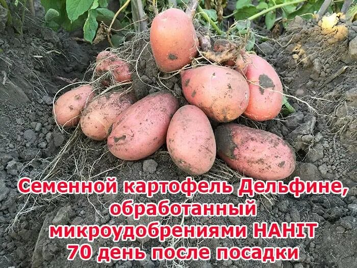 Дельфине картофель. Сорт картофеля Дельфин. Сорт картофеля дельфине характеристика. Картофель ривьера описание сорта фото отзывы сроки