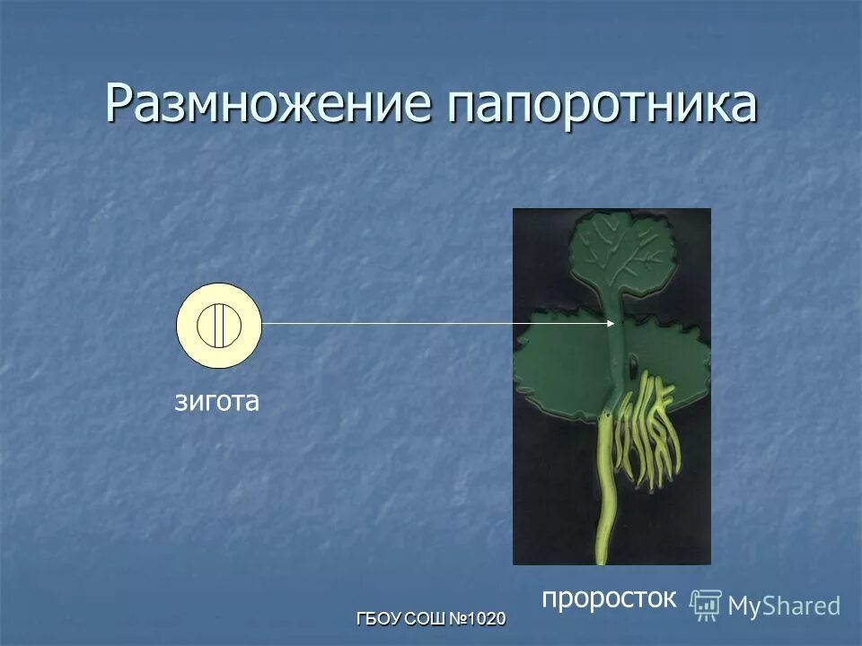 Как размножается папоротник. Как размножается папоротник