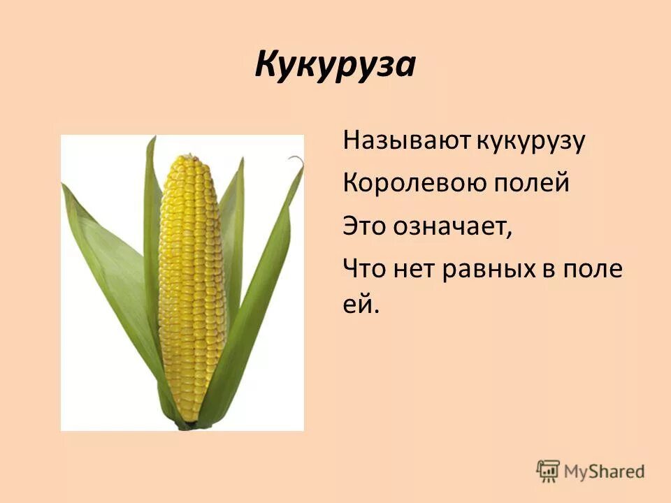 плод кукурузы зерновка. плод кукурузы зерновка. плод кукурузы называется. сухой плод кукурузы. сухой плод зерновка.