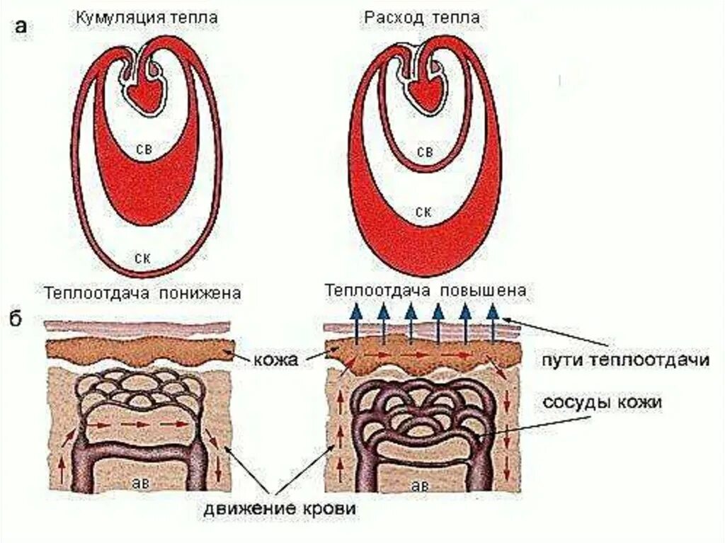 Роль сосудов кожи в терморегуляции. Терморегуляция сосуды. Поль кожи в теплоотдачи. Роль кожи в теплоотдаче. При понижении окружающей среды сосуды кожи