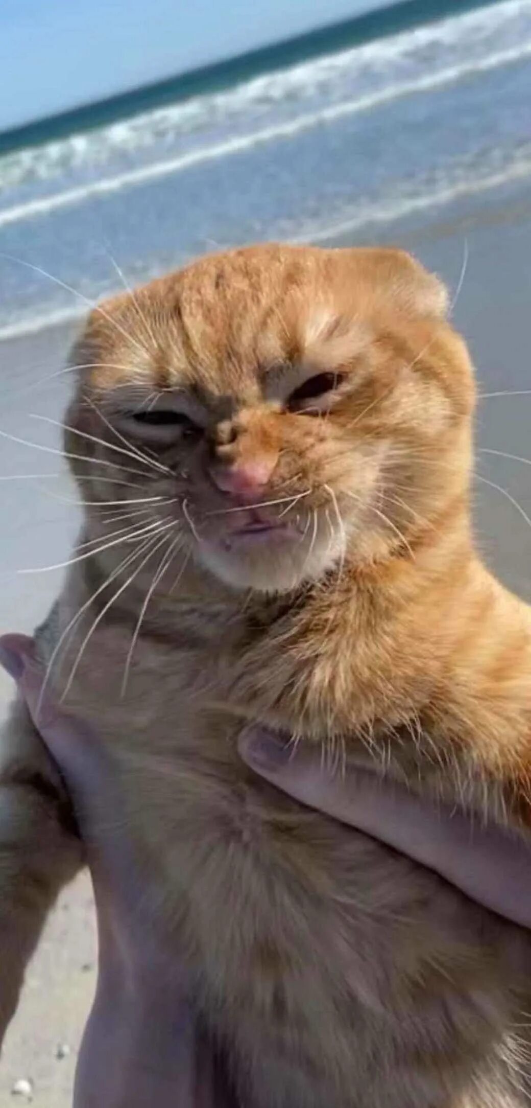 Рыжий котик мем. Рыжий котик мем