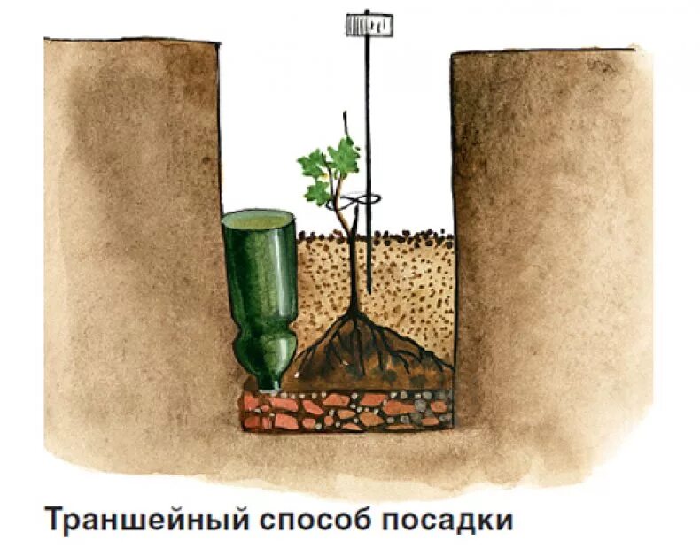 Как правильно посадить виноград весной саженцами. Посадка винограда весной саженцами. Высадка саженцев винограда в открытый грунт весной. Сажаем виноград весной саженцами в открытый грунт.