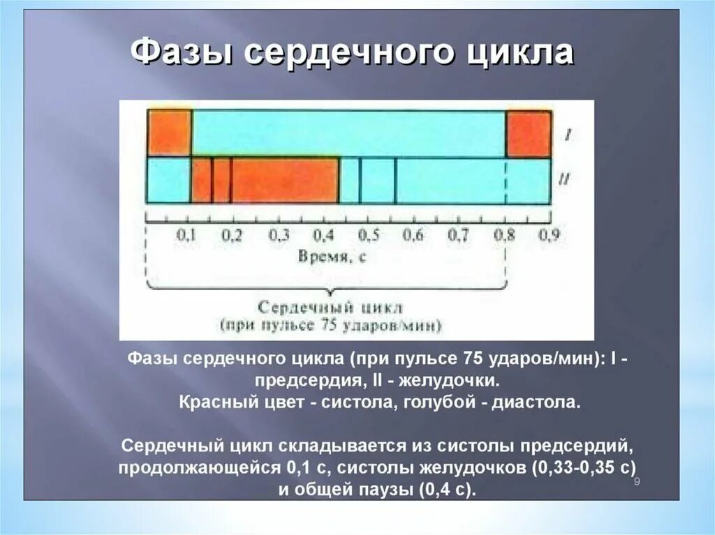 Фазы чсс