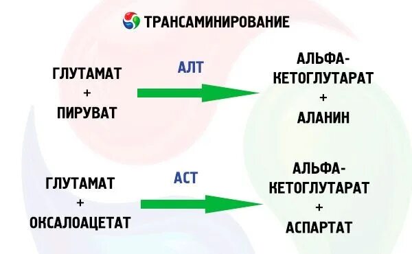 Алт натощак. Аспартатаминотрансфераза и аланинаминотрансфераза. Алт роль в метаболизме. Функции алт и АСТ В организме. Трансаминирование алт.