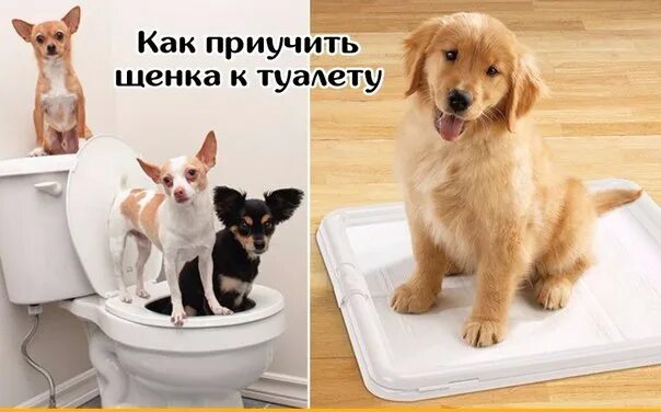 Как приучить взрослую собаку к дому. Как приучить собаку ходить в туалет на улицу. приучить собаку к туалету. приучить собаку к унитазу. приучить пса к унитазу.