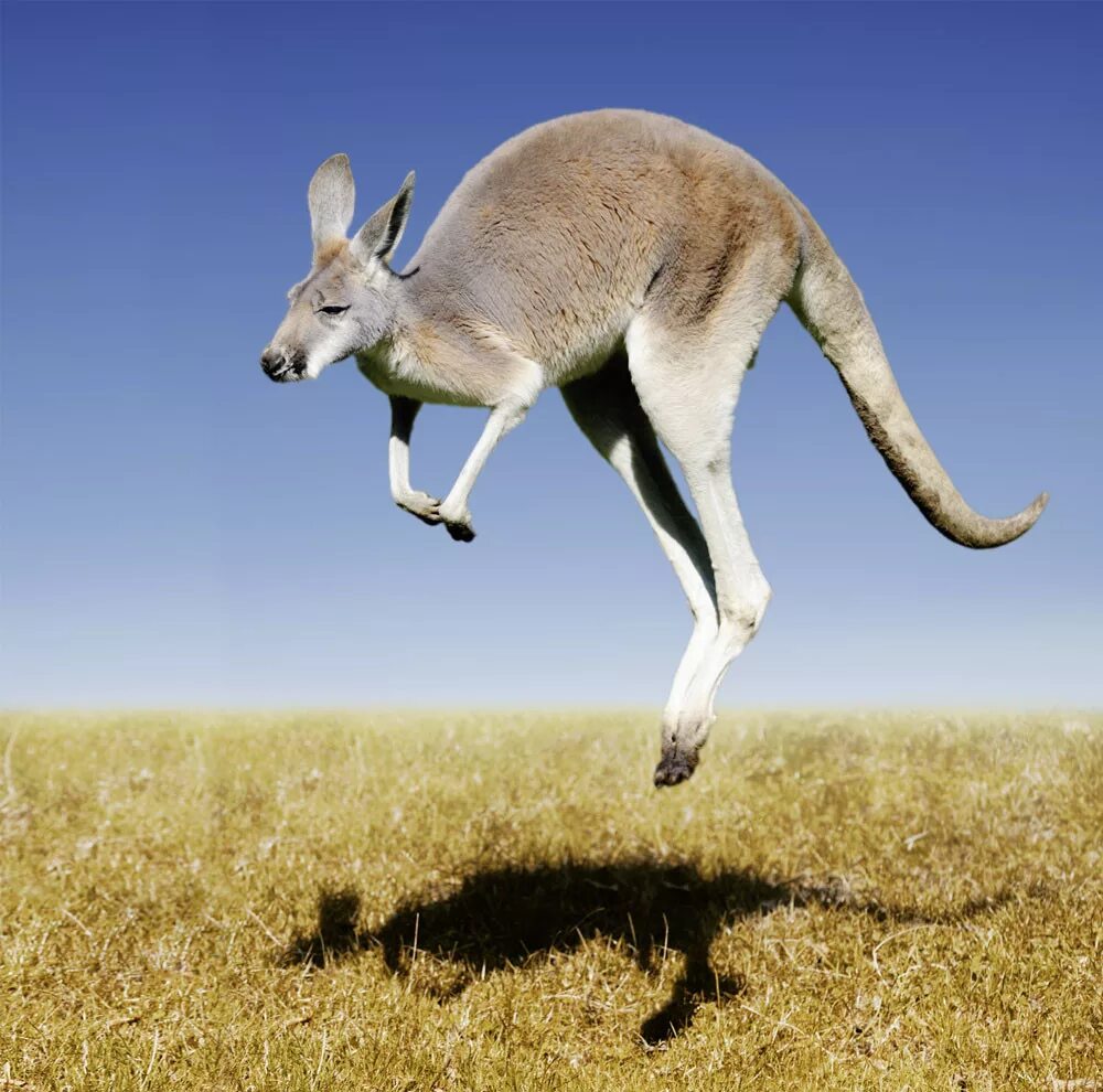 Какое животное выше. Животные Австралии кенгуру. Кенугур. Кенгуру из Австралии. Хвост кенгуру.