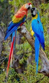 Macaws doors