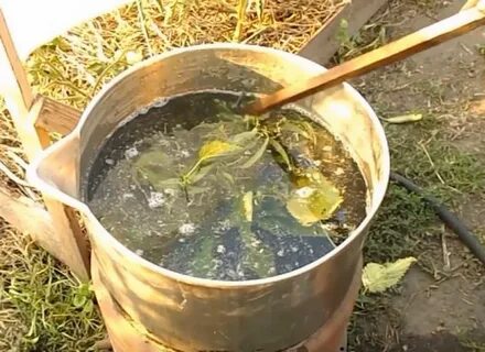 Подкормить хлебным настоем