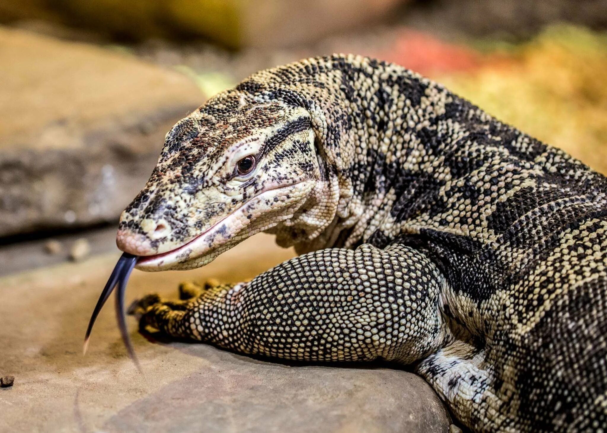 Варан ящерица. Нильский Варан. Пёстрый Варан. Пёстрый Варан Varanus varius.