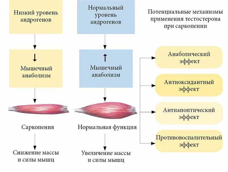 Саркопения у пожилых лечение отзывы. Саркопения. Механизм развития саркопении. Саркопения мышцы. Саркопения клинические рекомендации.