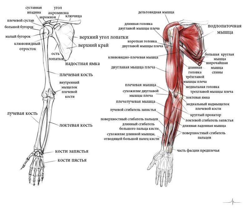 Части руки человека. Анатомия плечевой кости мышцы. Плечевая мышца руки анатомия. Анатомия мышц плеча и предплечья человека. Строение руки плечо предплечье.