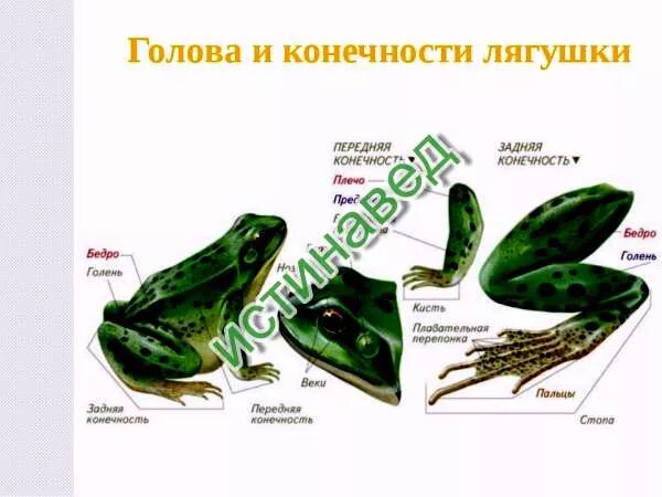 Конечности земноводных и их функции. Строение конечностей лягушки. передние конечности лягушки. строение ноги лягушки. строение передней конечности лягушки.