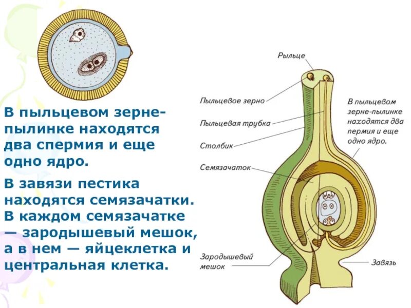 Спермий цветка. Строение пыльцевого зерна цветковых. Строение пыльцевого зерна. Зародышевый мешок и пыльцу. Пыльцевое зерно покрытосеменных.