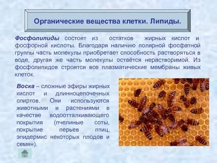 Наибольшее по количеству вещество клетки