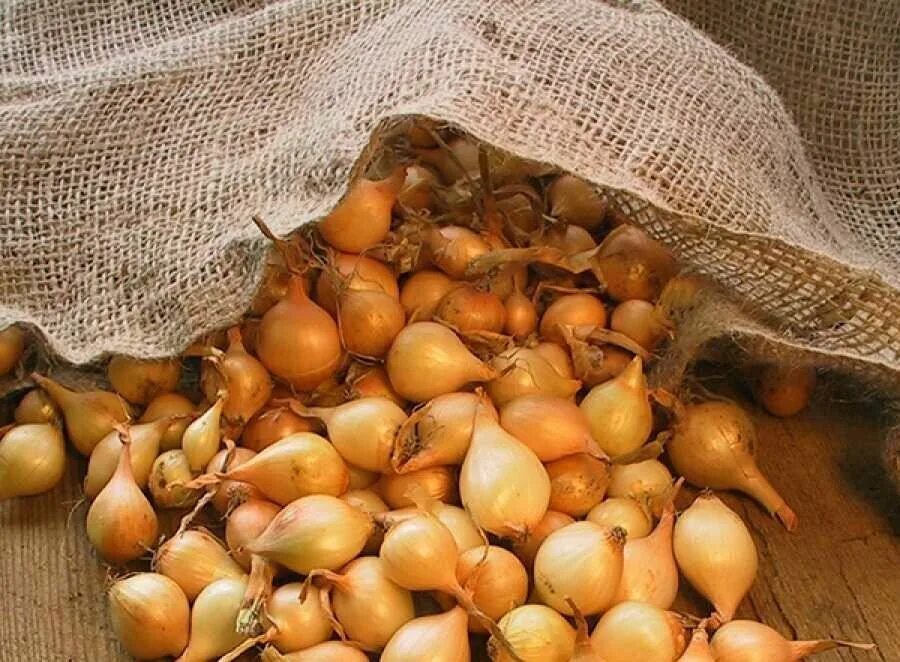 Лук севок в ящике. Лук севок в хранилище. Лук севок в мешках. Лук севок в хранилище. Лук севок.