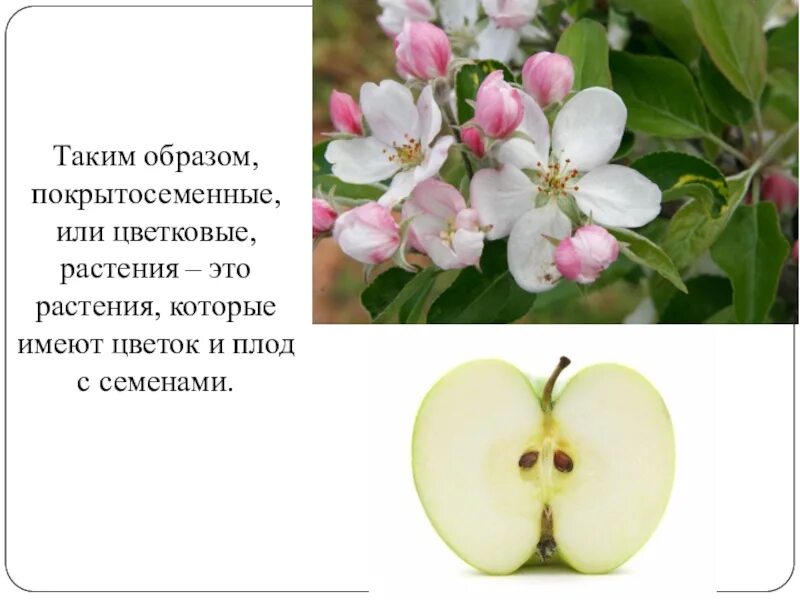 Покрытосеменные имеют плоды. Покрытосеменные растения. Покрытосеменные или цветковые растения. Яблоня покрытосеменное растение. Покрытосеменные цветки плоды семена.