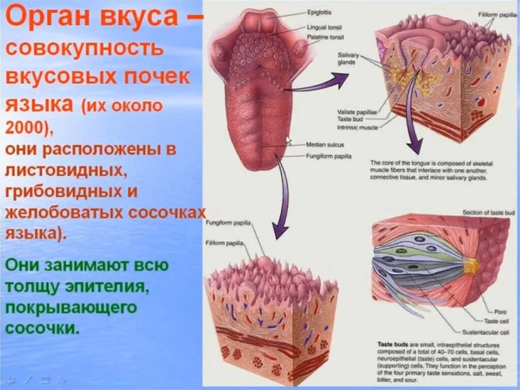 Органы чувств вкус анатомия. Схема строения органа вкуса.
