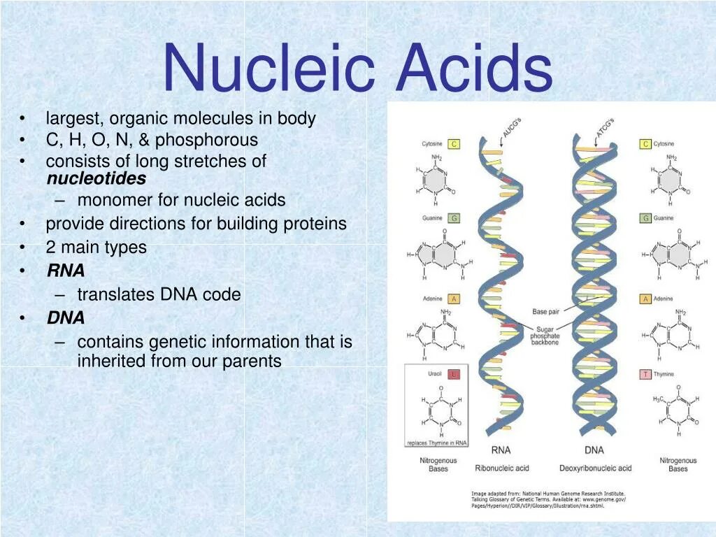 Днк какой мономер. Мономер ДНК. Nucleic acids. Monomers of Nucleic acids. Organic molecules.