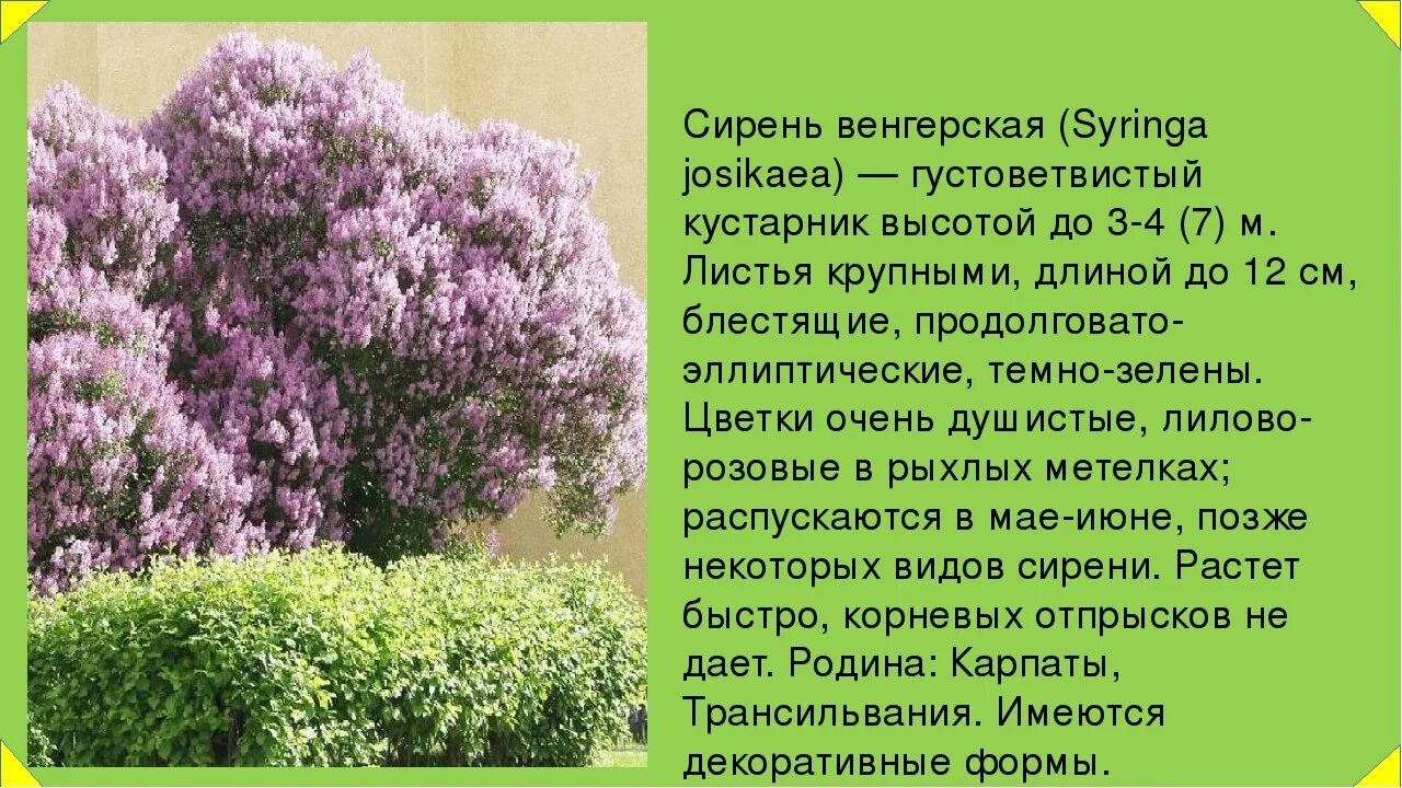 Сирень венгерская дерево. Сирень венгерская (s. josikaea).. Сирень венгерская куст. Сирень венгерская кустарник. Текст описание сирени